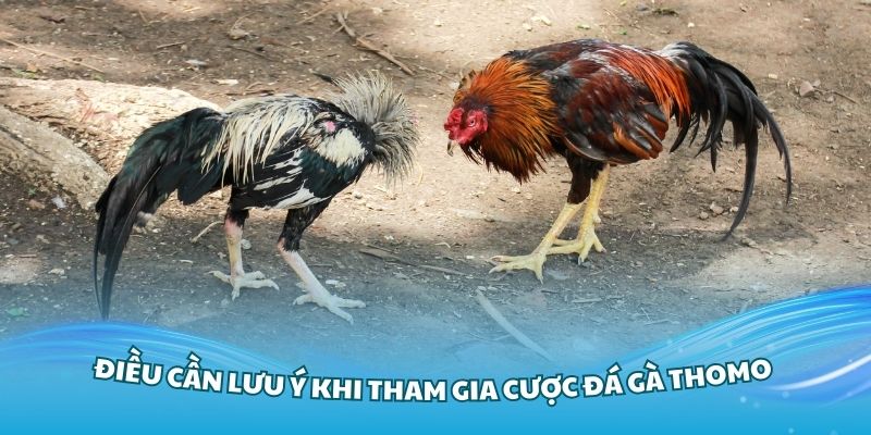 Những điều cần lưu ý khi tham gia cược đá gà Thomo