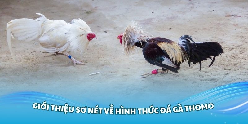 Giới thiệu sơ nét về hình thức đá gà Thomo đang Hot