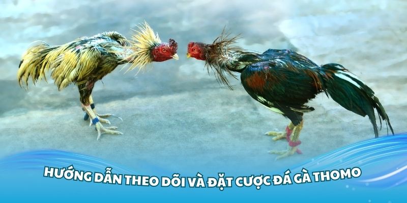 Hướng dẫn theo dõi và đặt cược đá gà Thomo