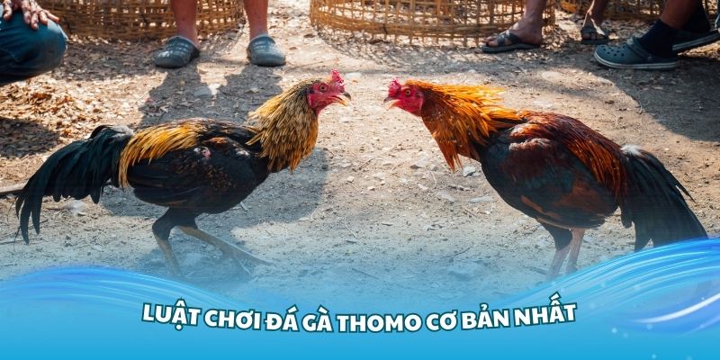 Hiểu rõ về luật chơi đá gà Thomo cơ bản nhất